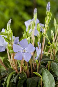 Hello Garden Vinca minor bodembedekker - afbeelding 5