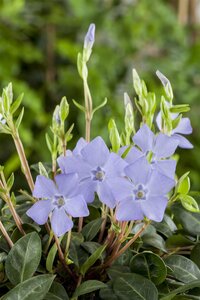 Hello Garden Vinca minor bodembedekker - afbeelding 6