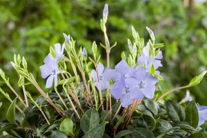 Hello Garden Vinca minor bodembedekker - afbeelding 4