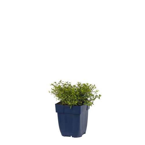 Hello Garden Vinca minor bodembedekker - afbeelding 1