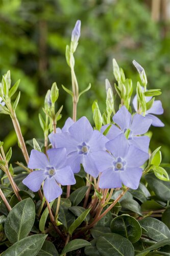 Hello Garden Vinca minor vaste plant - afbeelding 6