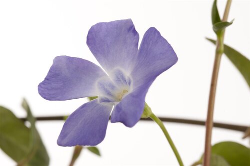 Hello Garden Vinca minor vaste plant - afbeelding 2