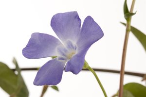 Hello Garden Vinca minor vaste plant - afbeelding 2