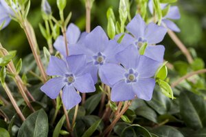 Hello Garden Vinca minor vaste plant - afbeelding 3