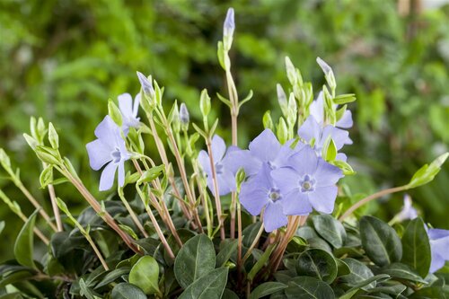 Hello Garden Vinca minor vaste plant - afbeelding 4