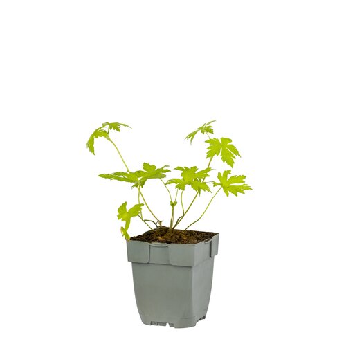 Geranium 'Ann Folkard', in 11cm-pot