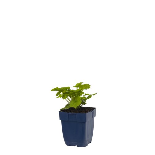 Geum rivale, in 11cm-pot