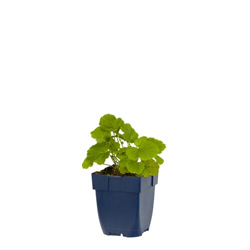 Geum cocc. 'Borisii', in 11cm-pot