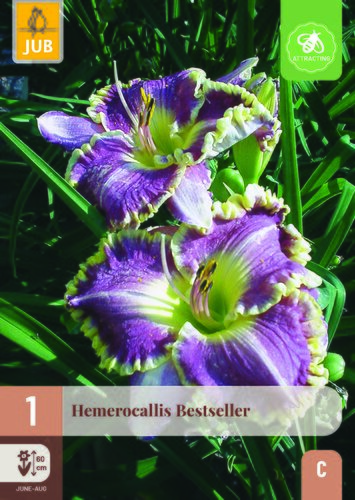 Hemerocallis bestseller 1st