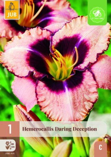 Hemerocallis daring deception 1st