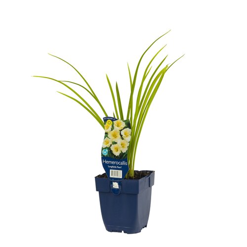 Hemerocallis 'Longfields Pearl', in 11cm-pot