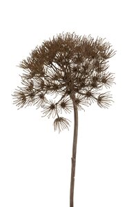 Heracleum branch grey 80cm