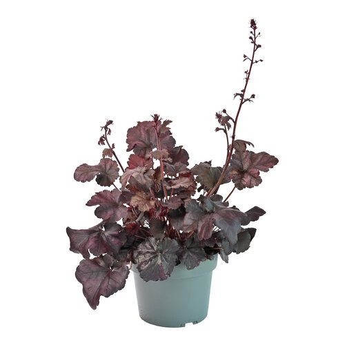 Heuchera Indian mix, in 17cm-pot - afbeelding 1