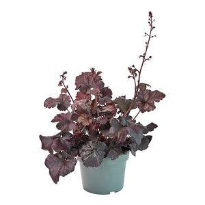 Heuchera Indian mix, in 17cm-pot - afbeelding 1