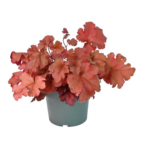 Heuchera Indian mix, in 17cm-pot - afbeelding 2