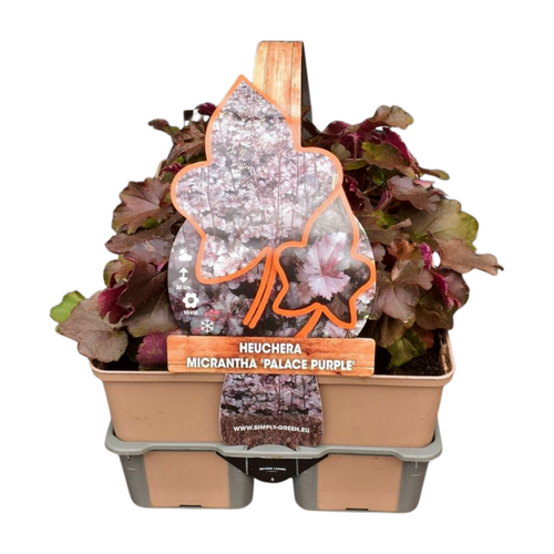 Heuchera micr. 'Palace purple' in sixpack - afbeelding 1