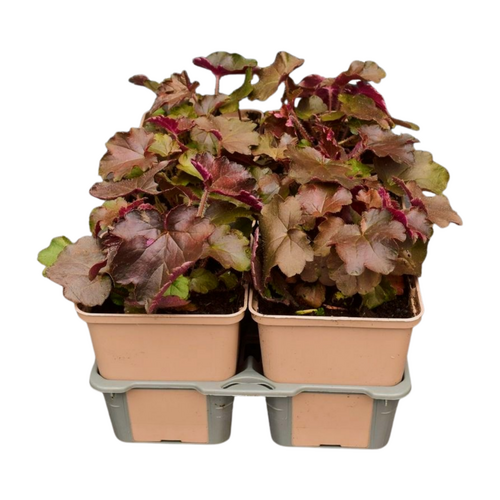 Heuchera micr. 'Palace purple' in sixpack - afbeelding 2