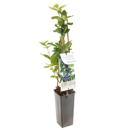 Blauwe honingbes (Lonicera caerulea kamtschatica), in pot