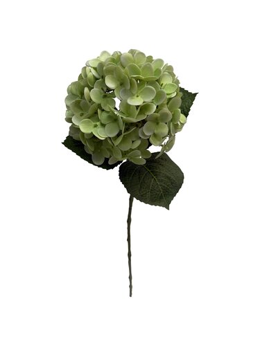 Hortensia 60 cm Groen