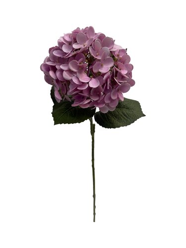 Hortensia 60 cm Lichtroze
