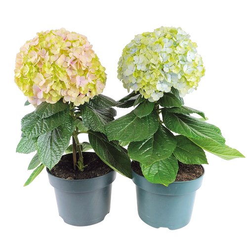 Hortensia Avantgarde, in 23cm-pot