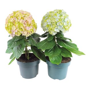 Hortensia Avantgarde, in 23cm-pot