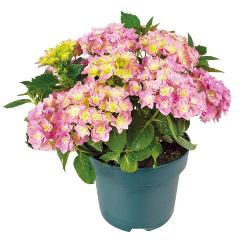 Hortensia Double Dutch, in 23cm-pot