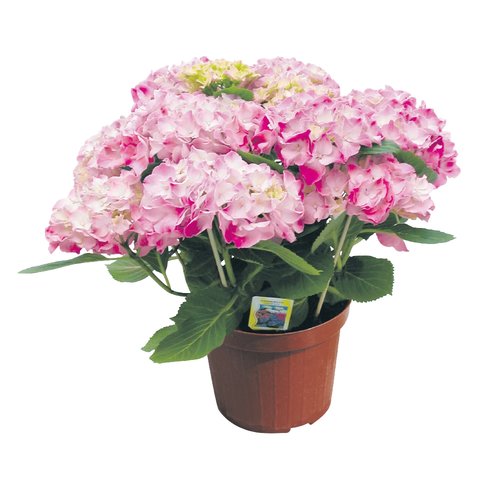 Hortensia, in 13cm-pot