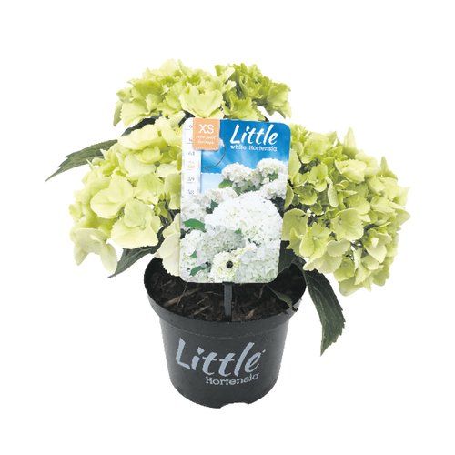 Hortensia Little XS, in 15cm-pot