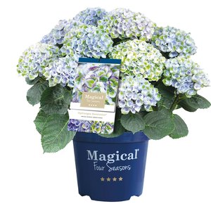 Hortensia Magical, in 23cm-pot - afbeelding 1
