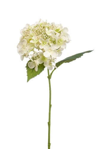 Hortensia Tak Zijde - 50cm Wit