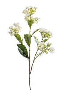 Hortensia Tak Zijde - 75cm Crème