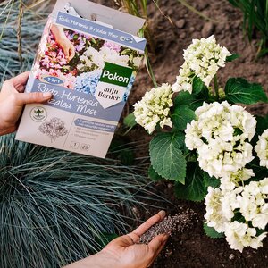 Hortensiamest 1kg - afbeelding 3