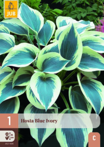 Hosta bluevory 1st