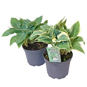 Hosta, in 17cm-pot