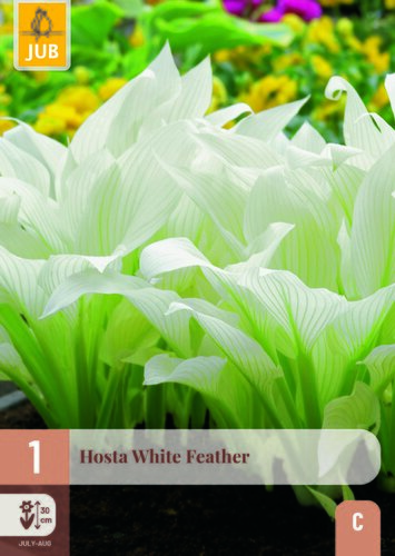 Hosta white feather 1st