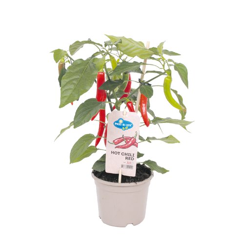Hot Chili rood, in 14cm-pot