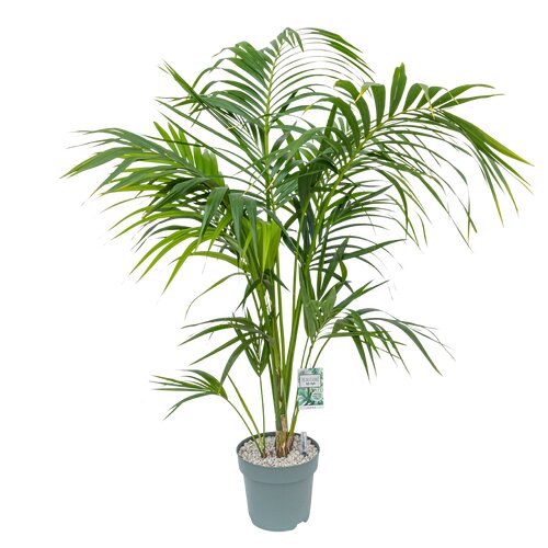 Howea Forsteriana, in 27cm-pot (ca. 180 cm)