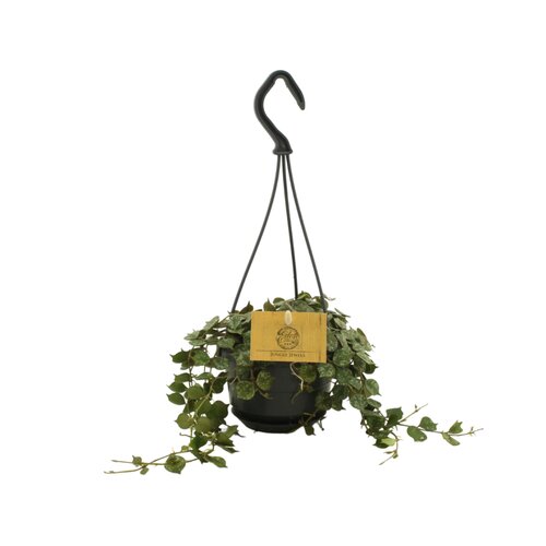 Hoya Curtisii, in 10.5cm-hangpot