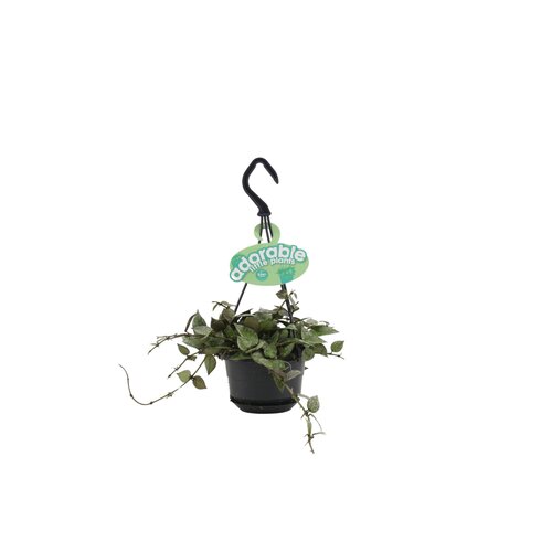 Hoya Lacunosa Splash, in 10.5cm-hangpot