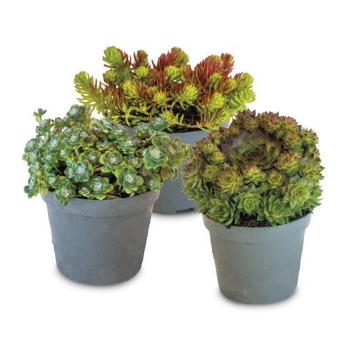 Huislook, in 9cm-pot