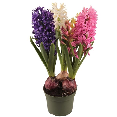 Hyacint rood-wit-blauw in 12cm-pot