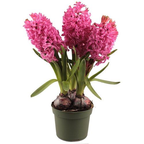 Hyacint roze in 12cm-pot