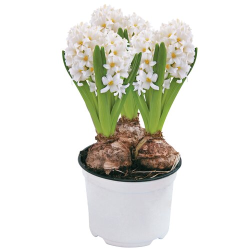 Hyacint, wit in 12cm-pot