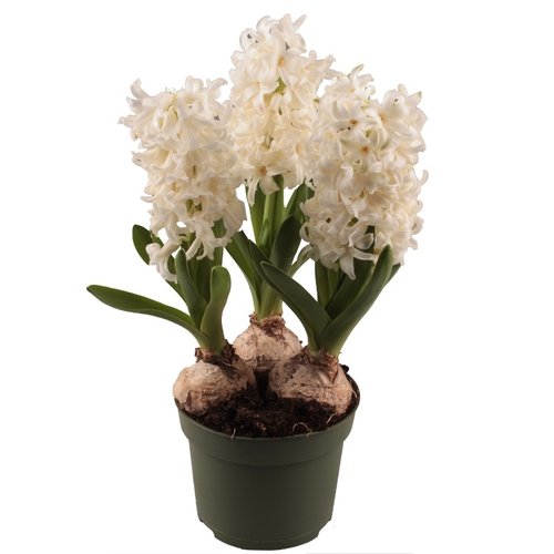 Hyacint wit in 12cm-pot