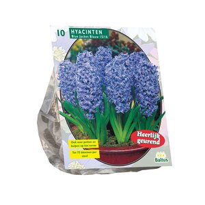 Hyacinth Blue Jacket per 10 - afbeelding 1