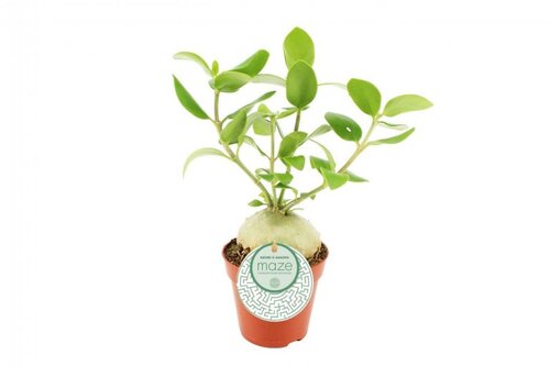 Hydnophytum Papuanum, in 7cm-pot