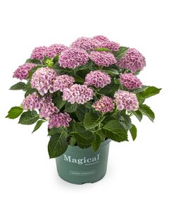 Hydrangea macrophylla ‘Magical Revolution Pink’