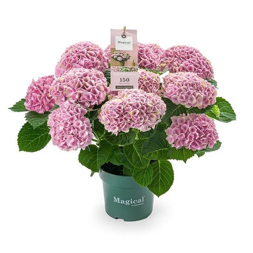 Hydrangea Magical 'voor binnen'