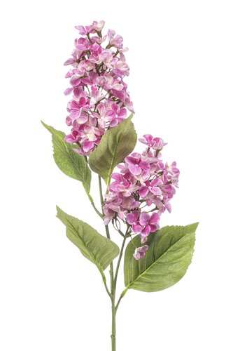 Hydrangea paniculata spray x2 pink 76cm